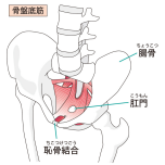 骨盤底筋イラスト