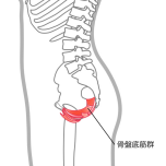 骨盤底筋イラスト