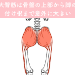 大臀筋