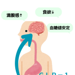 GLP-1作用イメージ