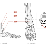 足首の構造