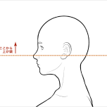 頭は耳たぶよりも高いところにある