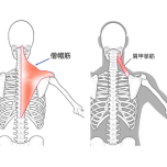 肩こり筋肉