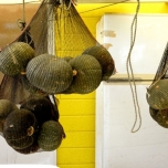 かぼちゃ　吊るし