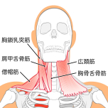 頚周囲の筋肉