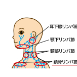 鎖骨リンパ節