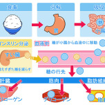 インスリンのはたらき