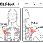 イラスト　ローテーターカフ