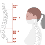頭と脊椎のの構造