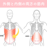 腹筋のイラスト