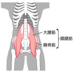 腸腰筋