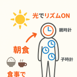 体内時計リセット図