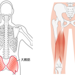 下半身の筋肉