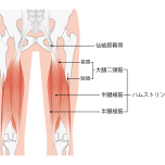 ハムストリングス