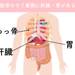 ろっ骨の下の内臓_伊藤香奈