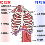 呼吸筋