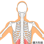 腰方形筋