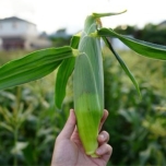 トウモロコシ畑