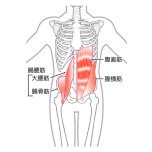 腸腰筋・腹横筋