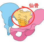 仙骨　イラスト