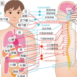 自律神経　イラスト