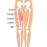 内転筋