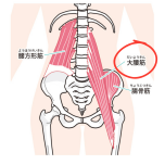 大腰筋　イラスト