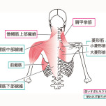 背中の筋肉まとめ