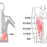 大殿筋　内転筋　イラスト