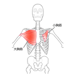 大胸筋・小胸筋