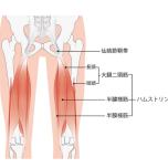 ハムストリングス