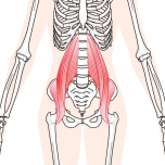 反り腰改善のカギは腸腰筋