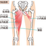内転筋群