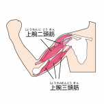 上腕三頭筋