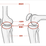 膝の関節の構造