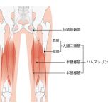 ハムストリングス