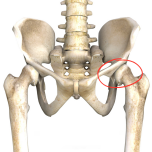 股関節　イラスト