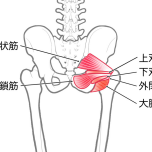 深層外旋六筋　イラスト