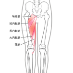 内転筋群