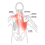 広背筋・僧帽筋