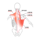 広背筋・僧帽筋・菱形筋