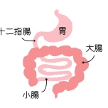 胃腸の調子