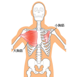 大胸筋