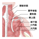 菱形筋・大円筋
