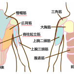僧帽筋・広背筋・脊柱起立筋