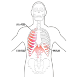 肋間筋・横隔膜