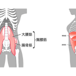 体幹の筋肉 イラスト