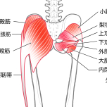 お尻の筋肉