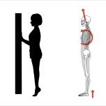 胸郭が後ろから前の方向へ回転する