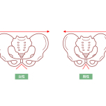 男女の骨盤の違い